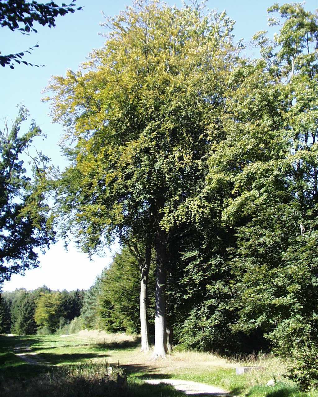 pic00002.jpg (271125 bytes)