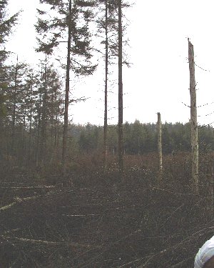 klosteris01.jpg (33242 bytes)
